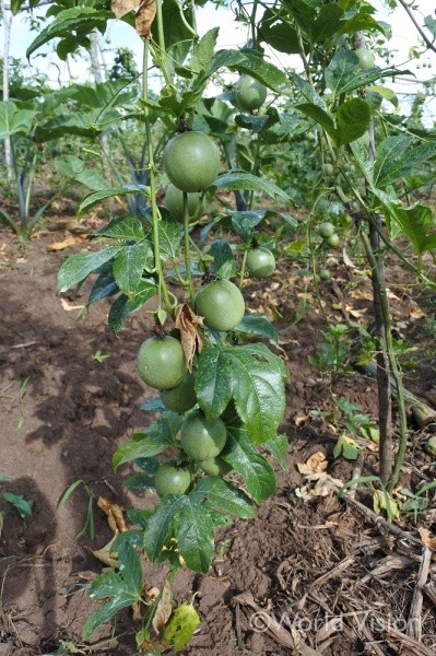 ルワンダ支援地域の農家の生計を支えるパッションフルーツ。実は熟すと赤くなり、甘酸っぱくおいしいジュースとして流通する。