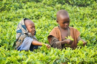 茶畑で働くアニエスちゃん7歳（左）