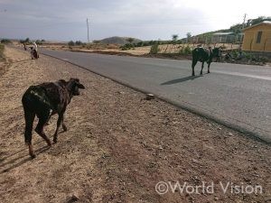 初出張はエチオピア。牛やロバが道端を歩き回る、のどかな(?)場所でした