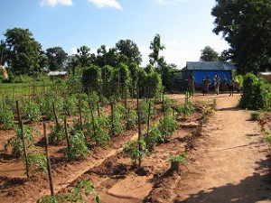 2か月ほど前に農業器具を受け取った受益者の家の庭では野菜の苗がすくすくと育っていた。