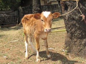 配布される牛は全て、仔牛がいるか、妊娠中なので、すぐに搾乳して収入を得ることができる。