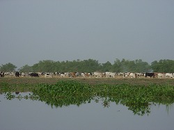 川沿いに放牧されたシルックの家畜